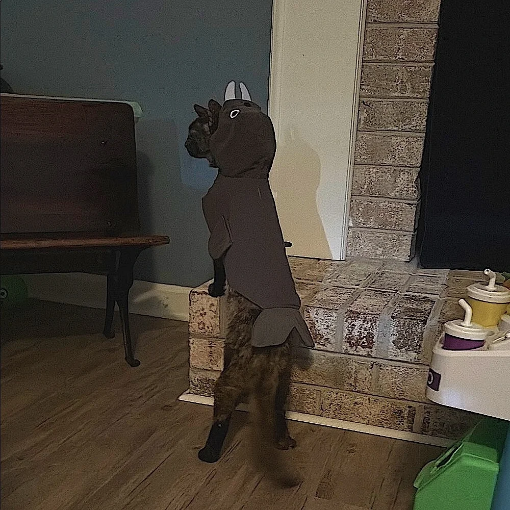 Walrus Halloween Costume for small dog or cat